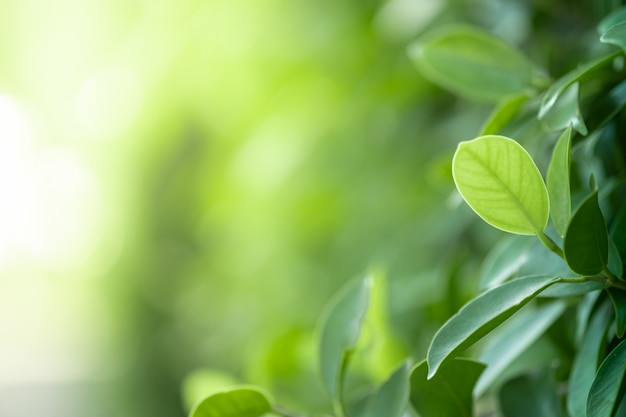 芙丽芳丝保湿修护柔润乳液好用吗 芙丽芳丝保湿修护柔润乳液的成分